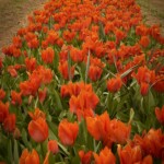 Doug O'Boyle - Tulips Doug O'Boyle - Tulips