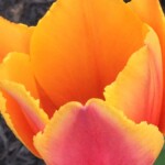 Elizabeth Lonoff - Tulip Elizabeth Lonoff - Tulip