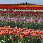 Fritz Ernst - Tulips Fritz Ernst - Tulips