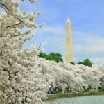 Michael Hamilton - Trees Michael Hamilton - Trees