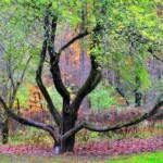 Ray Bednarsky - Tree Ray Bednarsky - Tree