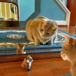 Mary Lu Bednarsky - Mirrors Mary Lu Bednarsky - Mirrors