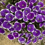 Charlotte Rosenfield - Patterns Charlotte Rosenfield - Patterns