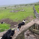 Sheepdog demonstration