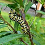 MaryLu Bednarsky - Patterns MaryLu Bednarsky - Patterns