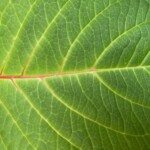 Arline Sachs - Patterns Arline Sachs - Patterns