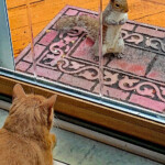 Mary Lu Bednarsky - Thru the Window Mary Lu Bednarsky - Thru the Window