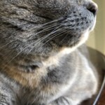 Arlene Gribben - Whiskers Arlene Gribben - Whiskers