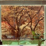 Arline Sachs - Window Arline Sachs - Window