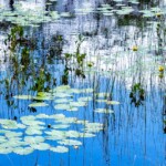 Buck Myers - Water Lilies Buck Myers - Water Lillies