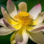 Doug O'Boyle - Water Lily Doug O'Boyle - Water Lily