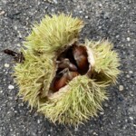 Charlotte Rosenfield-CY2023-Chestnut Charlotte Rosenfield-CY2023-Chestnut