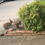 Charlotte Rosenfield-CY203-Bunny Wabbit Charlotte Rosenfield-CY203-Bunny Wabbit