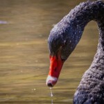 Doug O'Boyle-CY2023-Black swan Doug O'Boyle-CY2023-Black swan