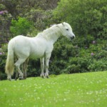 Elizabeth Lonoff-CY2023-White Horse Elizabeth Lonoff-CY2023-White Horse