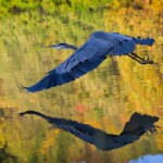 Fritz Ernst-CY2023-Heron Fritz Ernst-CY2023-Heron