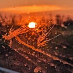 Jona Wheeler-CY2023-Bug meets windshield Jona Wheeler-CY2023-Bug meets windshield