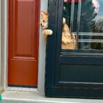 MaryLu Bednarsky-CY2023-Cat escaping MaryLu Bednarsky-CY2023-Cat escaping