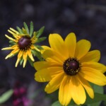 Ray Bednarsky-CY2023-Daisies Ray Bednarsky-CY2023-Daisies