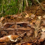 Ray Bednarsky-CY2023-Two Camouflaged birds Ray Bednarsky-CY2023-Two Camouflaged birds