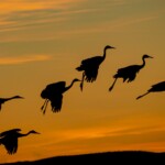 Doug O'Boyle - Outdoors at Night - Sandhill Cranes Doug O'Boyle - Outdoors at Night - Sandhill Cranes