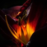 Buck Myers - Get Close - Backlit Daylilly Buck Myers - Get Close - Backlit Daylilly