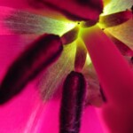 Charlotte Rosenfield - Get Close - Backlit Tulip Charlotte Rosenfield - Get Close - Backlit Tulip