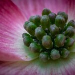 Doug O'Boyle - Get Close Doug O'Boyle - Get Close