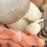 Elizabeth Lonoff - Get Close - Mushrooms Elizabeth Lonoff - Get Close - Mushrooms