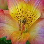 Fritz Ernst - Get Close Fritz Ernst - Get Close