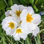 Jona Wheeler - Get Close Jona Wheeler - Get Close