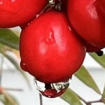 Kathy Dillon - Get Close Kathy Dillon - Get Close