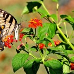 Michael Hamilton - Get Close Michael Hamilton - Get Close