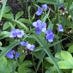 Arlene Gribben - Green Spring Gardens Arlene Gribben - Green Spring Gardens