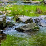 Buck Myers - Green Spring Gardens Buck Myers - Green Spring Gardens