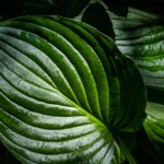 Doug O'Boyle - Green Spring Gardens Doug O'Boyle - Green Spring Gardens