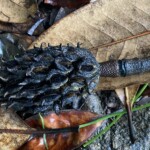 Elizabeth Lonoff - Green Spring Gardens Elizabeth Lonoff - Green Spring Gardens