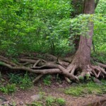 Fritiz Ernst - Green Spring Gardens Fritiz Ernst - Green Spring Gardens