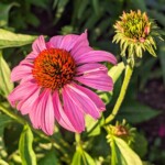 Jona Wheeler - Green Spring Gardens Jona Wheeler - Green Spring Gardens