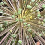 Kathy Dillon - Green Spring Gardens Kathy Dillon - Green Spring Gardens