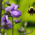 Luis Granados - Green Spring Gardens Luis Granados - Green Spring Gardens