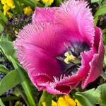 Mary Lu Bednarsky - Tulip Mary Lu Bednarsky - Tulip