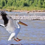 Ray Bednarsky - Bird Landing Ray Bednarsky - Bird Landing