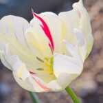 Ray Bednarsky - Green Spring Gardens Ray Bednarsky - Green Spring Gardens