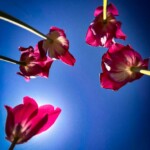 Richard Steelman - Green Spring Gardens Richard Steelman - Green Spring Gardens