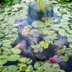 Buck Myers - Lilly Pads Buck Myers - Lilly Pads