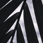 Elizabeth Lonoff - Leaves Elizabeth Lonoff - Leaves