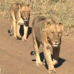 Kathy Dillon - Lions Kathy Dillon - Lions