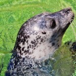 Ray Bednarsky - Sea Lion Ray Bednarsky - Sea Lion