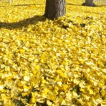 Arlene Gribben - Color Arlene Gribben - Color